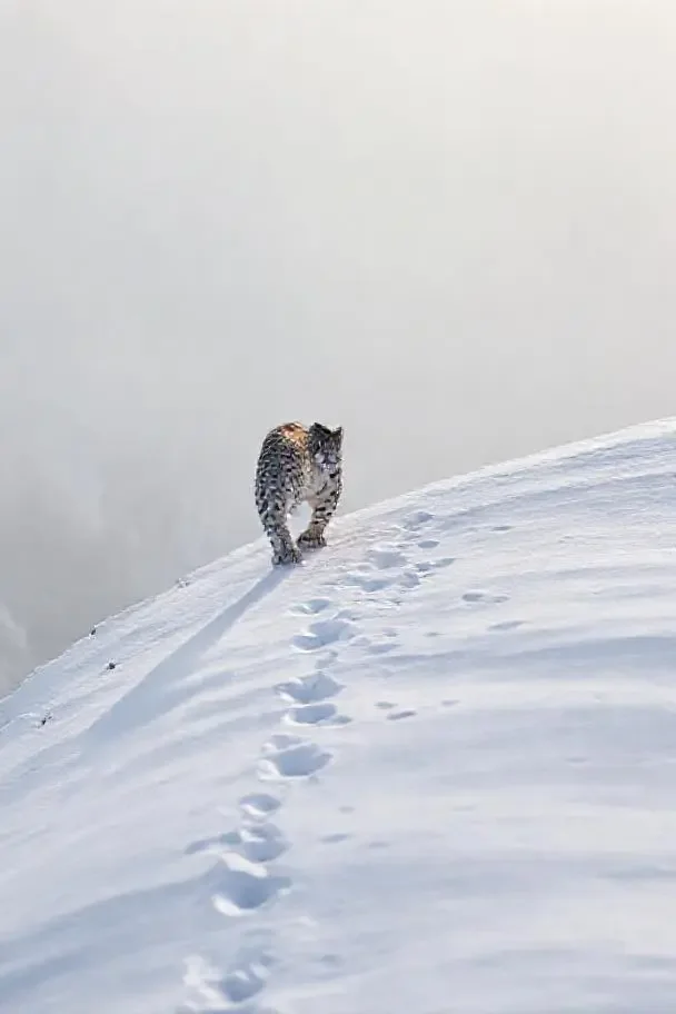 雪豹回家 - 国产黄色电影纪录片热播封面